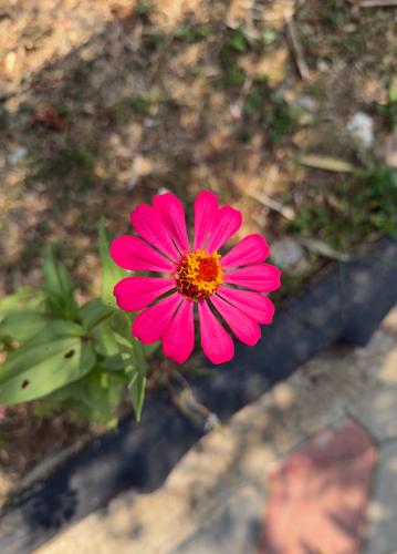 Elegant Zinnia