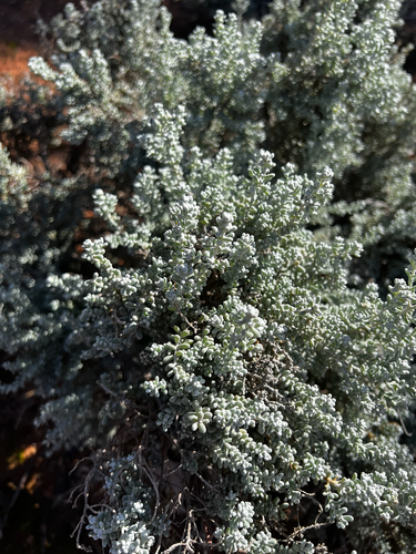 Maireana sedifolia, photograph 6