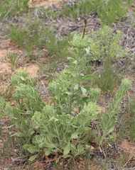 Oenothera cinerea cinerea