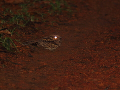 Nyctidromus albicollis