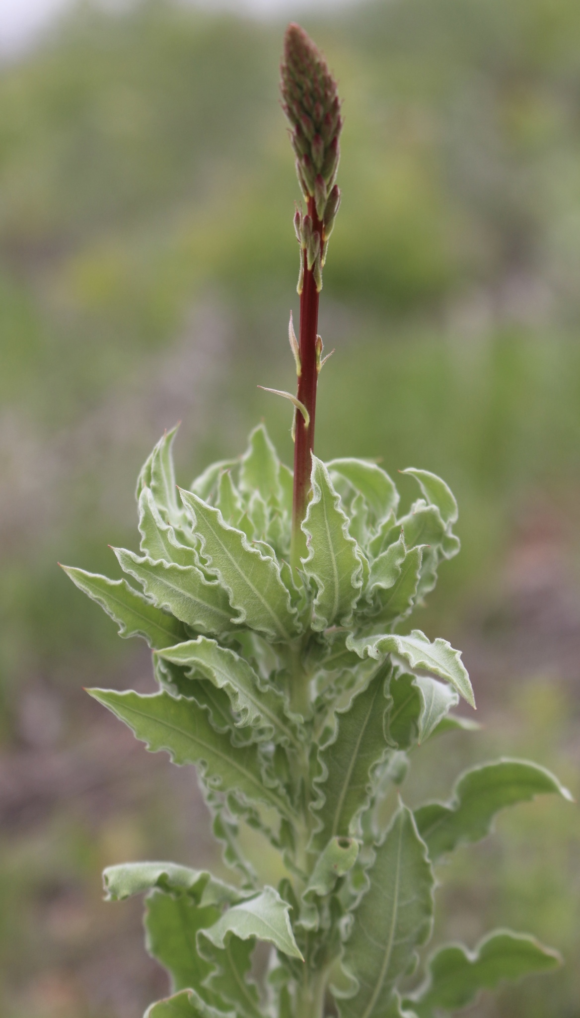 Oenothera cinerea ssp. cinerea