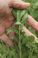 Oenothera cinerea cinerea