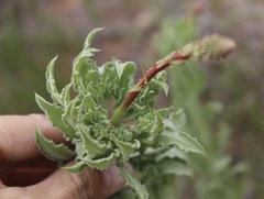 Oenothera cinerea cinerea
