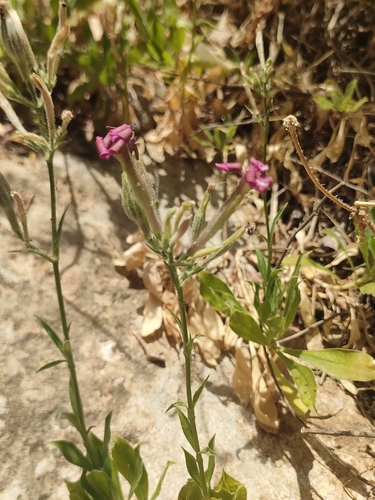 Silene fruticosa, photograph 1