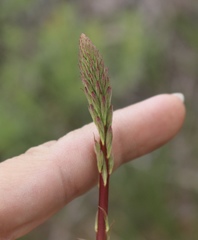 Oenothera cinerea cinerea