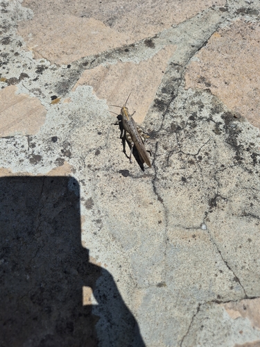 Egyptian Bird Grasshopper