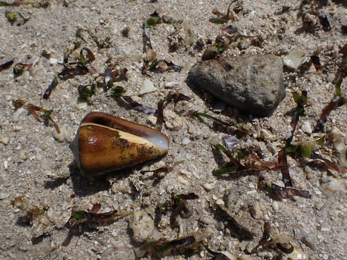 Conus quercinus observed 2025-09-07