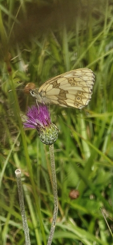 Marbled White