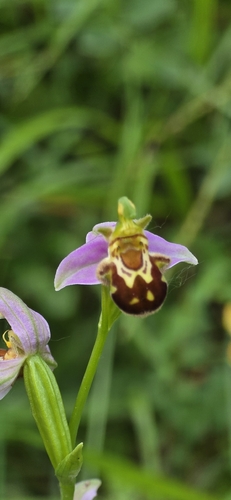Bee Orchid
