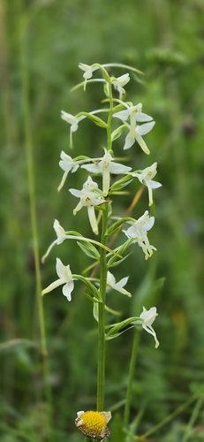 Lesser butterfly-orchid