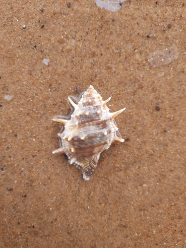 Bufonaria echinata observed 2025-04-10