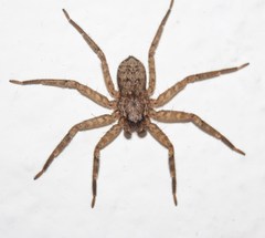 Selenops mexicanus