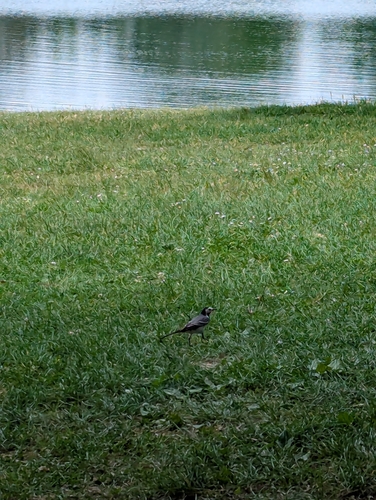 White Wagtail