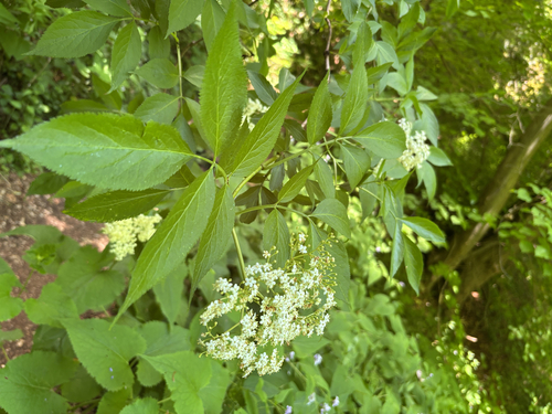 European black elderberry
