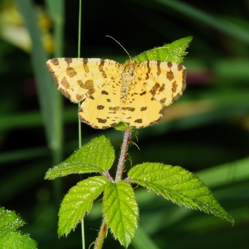 Speckled Yellow