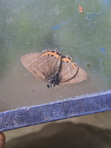 Black Hairstreak