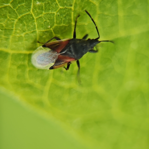 Lime seed bug