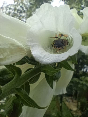 European Woolcarder Bee