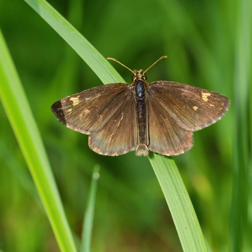 Large Chequered Skipper
