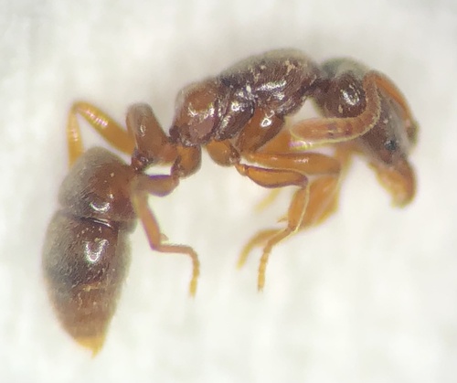 Hypoponera punctatissima observed 2026-06-08