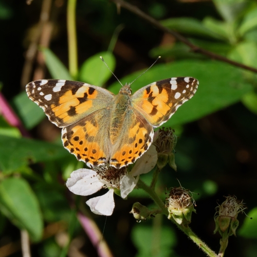 Painted Lady