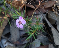 Euryomyrtus ramosissima ramosissima