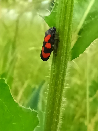 Common Froghopper