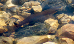 Umbra limi