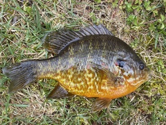 Lepomis gibbosus × macrochirus