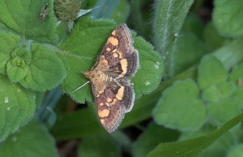 Mint Moth