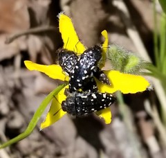 Acmaeodera ornata