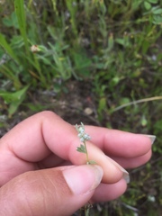 Micropus californicus