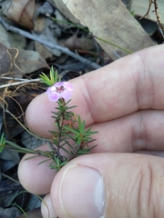 Euryomyrtus ramosissima ramosissima