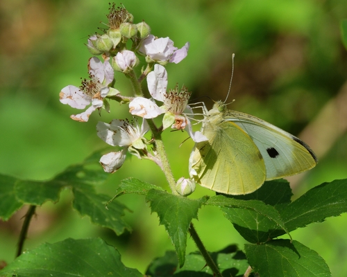 Large White