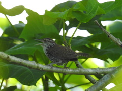 Thryophilus pleurostictus