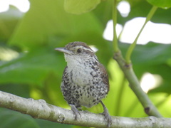 Thryophilus pleurostictus