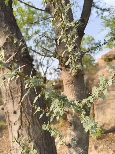 umbrella thorn