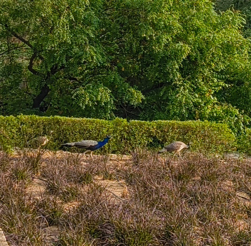 Indian Peafowl