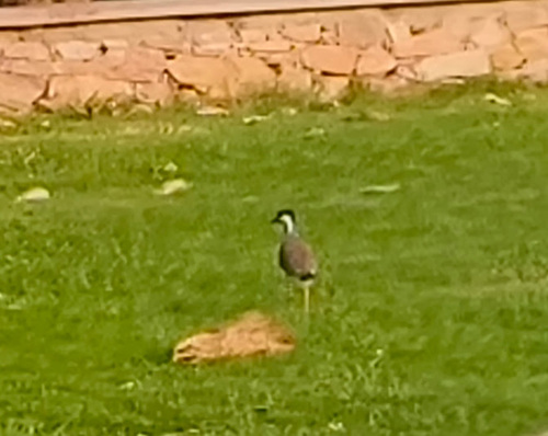 Red-wattled Lapwing