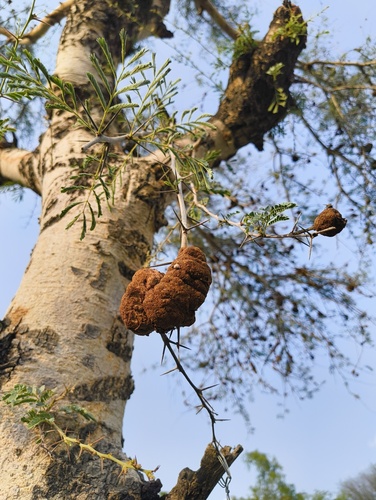 White Bark Acacia
