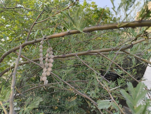 Egyptian acacia