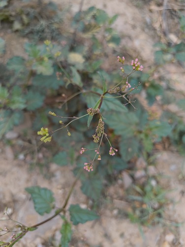 Erect spiderling