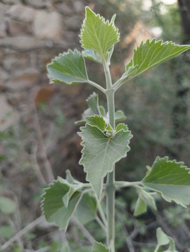 Sage glorybower