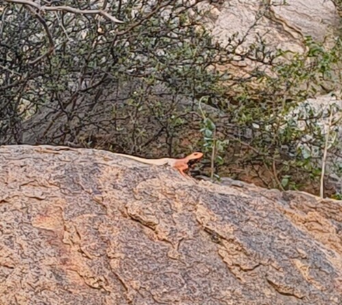 Indian Garden Lizard