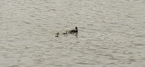 Great Crested Grebe