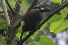 Andigena laminirostris