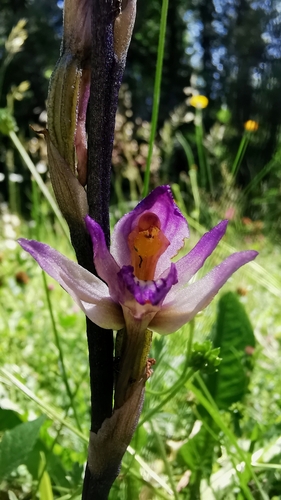 Violet Bird's-nest