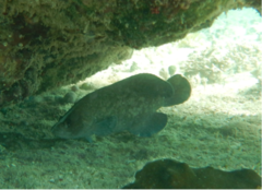 Rypticus saponaceus
