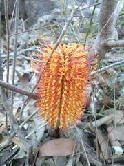 Banksia ericifolia