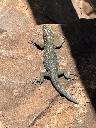 Madeira Lizard (Madeira)